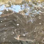 Altana Całoroczna Vira Numer 7 Herbergerówka Na Wsi