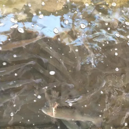 Altana Caloroczna Vira Numer 7 Herbergerowka Na Wsi