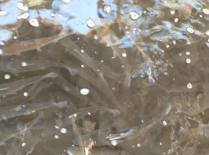 Altana Caloroczna Vira Numer 7 Herbergerowka Na Wsi