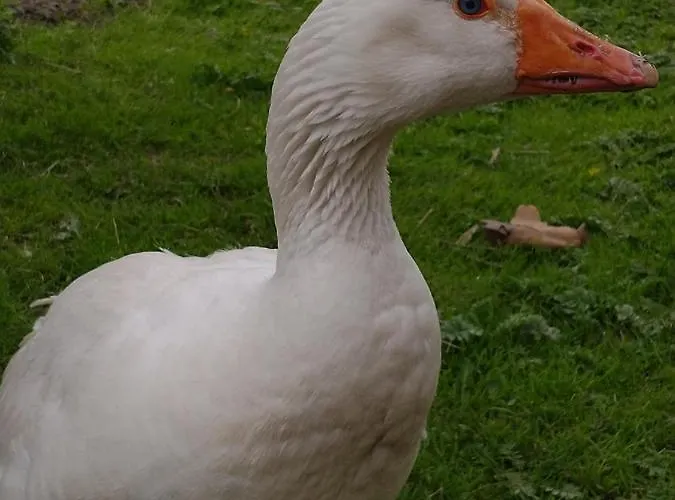 Holiday home Altana Caloroczna Vira Numer 7 Herbergerowka Na Wsi Duszniki Zdroj