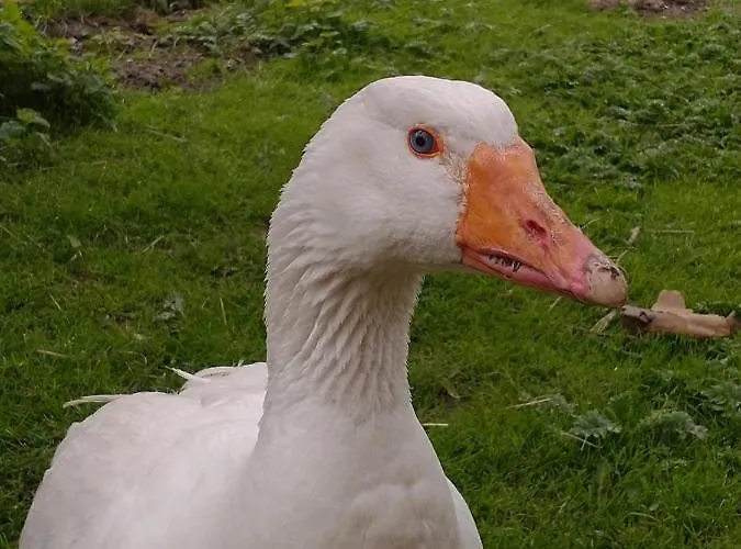 Holiday home Altana Caloroczna Vira Numer 7 Herbergerowka Na Wsi